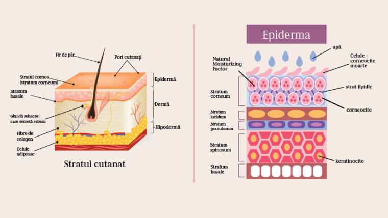 Cum avem grijă de pielea noastră?