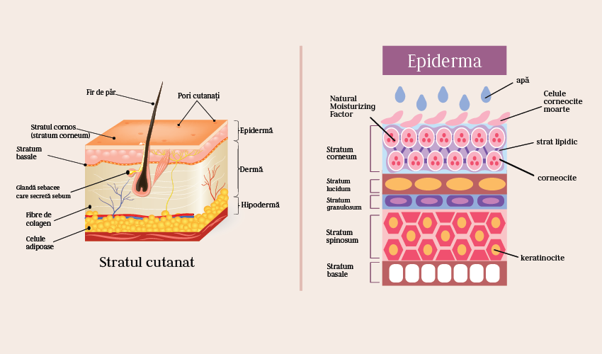 Cum avem grijă de pielea noastră?